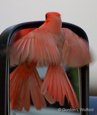 Cardinal Attacking Its Reflection_39307.jpg - Northern Cardinal (Cardinalis cardinalis)Photographed along the Gulf coast at Goose Island Stete Park near Rockport, Texas, USA.